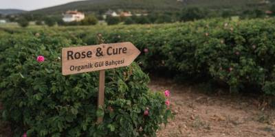 Gülle bakım zamanı: Rose&Cure ile kışa organik güllerle hazırlanıyoruz