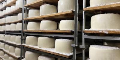 Şanlıurfa’nın Peyniri Dünya Sofralarında